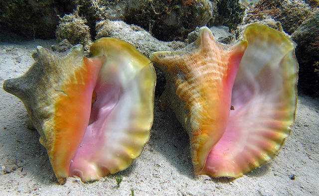 The United States says listing the queen conch as endangered is unwarranted.