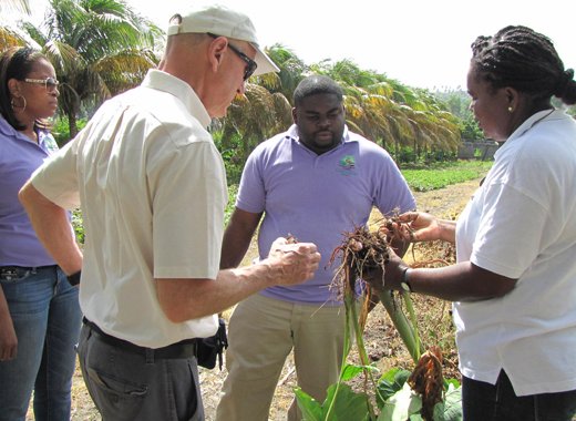 FSC Manager Charlene Garrick looks on as FSC beneficiary farmer showcases dasheen roots.