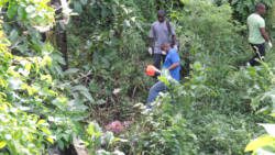 Police conduct investigations near the body of Keon Lawrence in Kingstown Park. on Sunday (IWN photo)