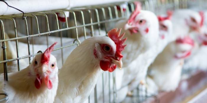 The ban on the import of poultry from the United Kingdom has been lifted.