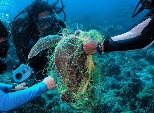 Sea turtle being rescued underwater. (Photo: NOAA)