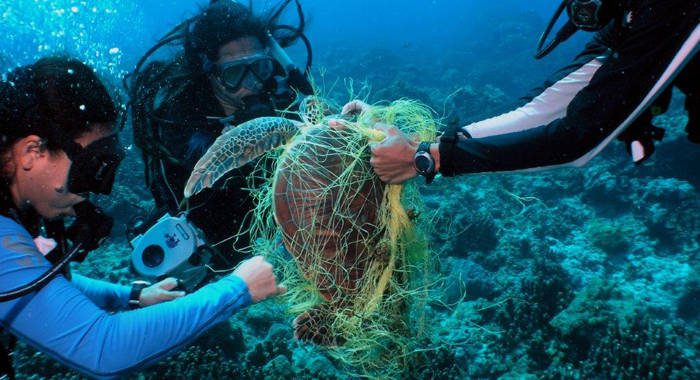 Sea turtle being rescued underwater. (Photo: NOAA)
