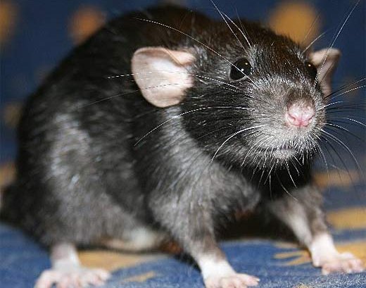 black rat