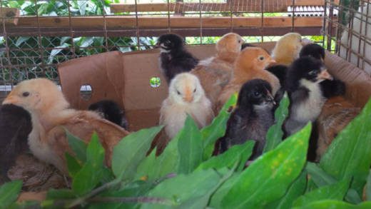 Chicks hatched at Alco Hatchery in Georgetown. 
