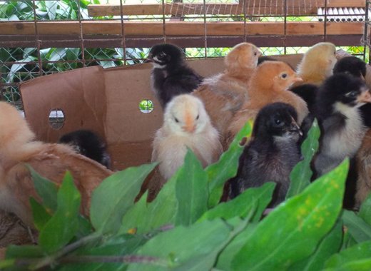 Chicks hatched at Alco Hatchery in Georgetown. 