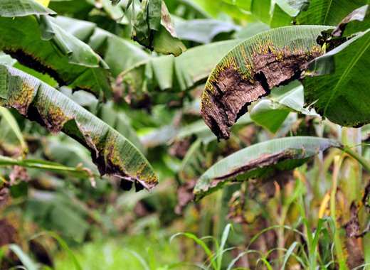 Banana trees affected by Black Sigatoka. (Internet photo)
