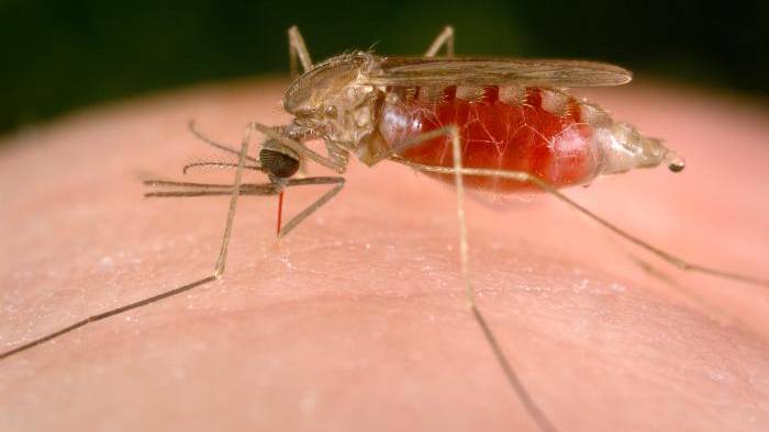 Malaria, a mosquito-borne illness, causes symptoms that typically include fever, fatigue, vomiting and headaches.  (Internet photo)