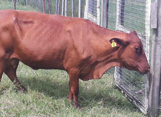 Cattle