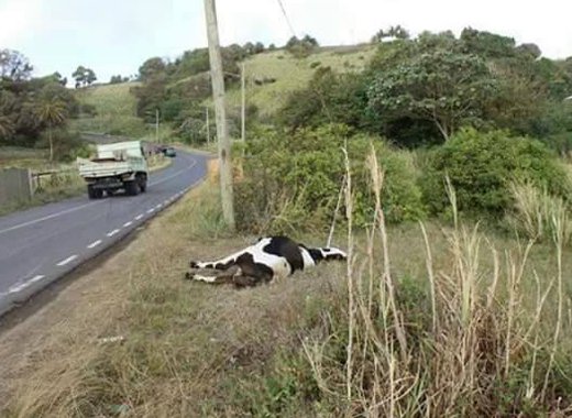 The cow died as a result of the incident. (Photo: Jerry S. George/Facebook)