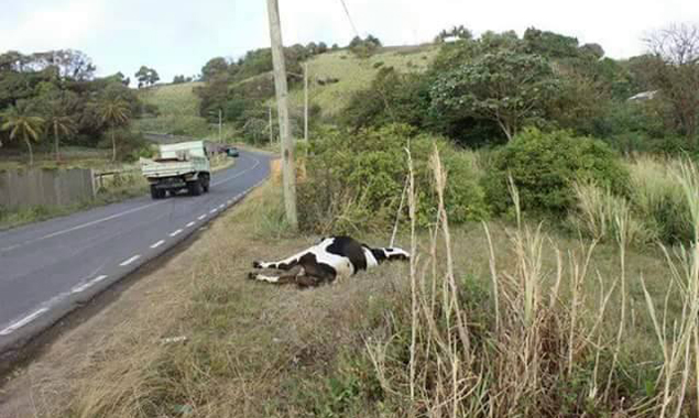 The cow died as a result of the incident. (Photo: Jerry S. George/Facebook)