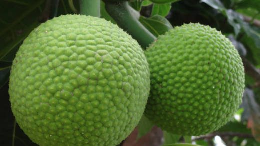 breadfruit