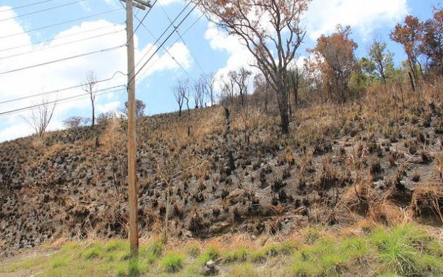 The aftermath of a bushfire in southern St. Vincent. (Credit: Kenton X. Chance/IPS)
