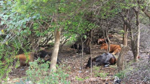 Cattle seek refuge from the searing heat among shrubbery in Union Island, St. Vincent and the Grenadines. (Credit: Kenton X. Chance/IPS)