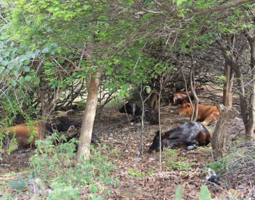 Cattle seek refuge from the searing heat among shrubbery in Union Island, St. Vincent and the Grenadines. (Credit: Kenton X. Chance/IPS)
