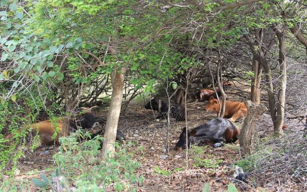 Cattle seek refuge from the searing heat among shrubbery in Union Island, St. Vincent and the Grenadines. (Credit: Kenton X. Chance/IPS)