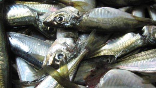 fishmonger