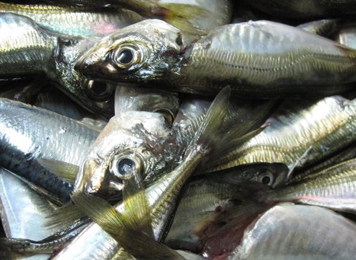 fishmonger