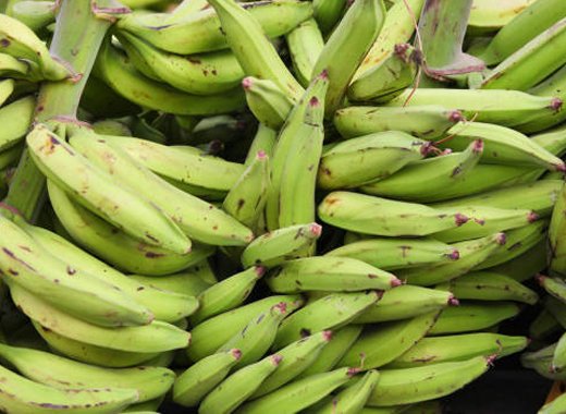 The majority of the fruits did not meet the standard required for export to the UK market. (Internet photo)