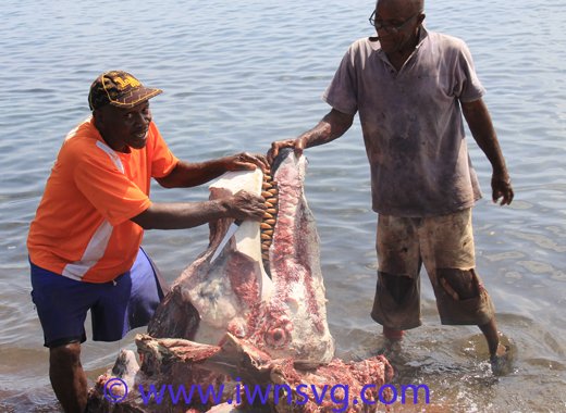 The business end of a killer whale is exposed as person remove the blubber from the head in Barrouallie on Sunday. (IWN photo)
