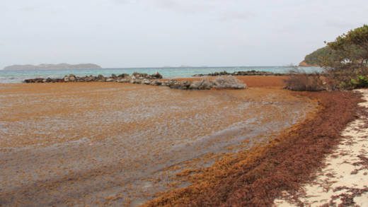 Sargassum inundates Big Sand in Union Island in April. (IWN photo)