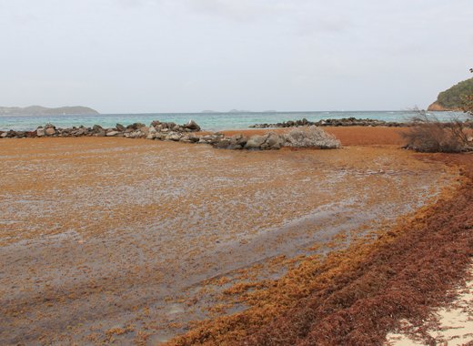 Sargassum inundates Big Sand in Union Island in April. (IWN photo)