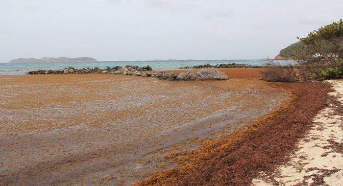 Sargassum inundates Big Sand in Union Island in April. (IWN photo)