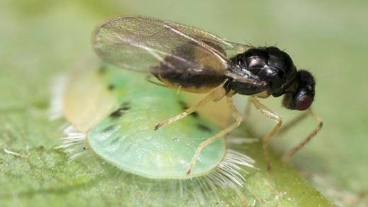 A Tamarixia radiata wasp (Internet photo).