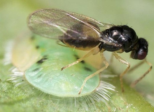 A Tamarixia radiata wasp (Internet photo).