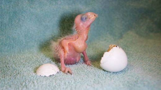 The St. Vincent Parrot, "Mustique Springer", when it hatched in May. (KTRK photo)