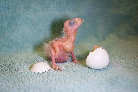 The St. Vincent Parrot, "Mustique Springer", when it hatched in May. (KTRK photo)