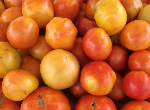 Baptiste says some farmers have complained that plants from seeds of some tomatoes do not produce. (IWN photo)