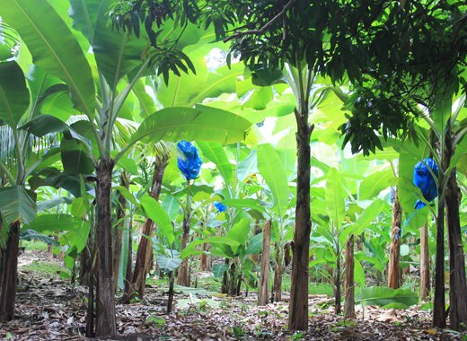 A banana farm in St. Vincent and the Grenadines. (IWN photo)