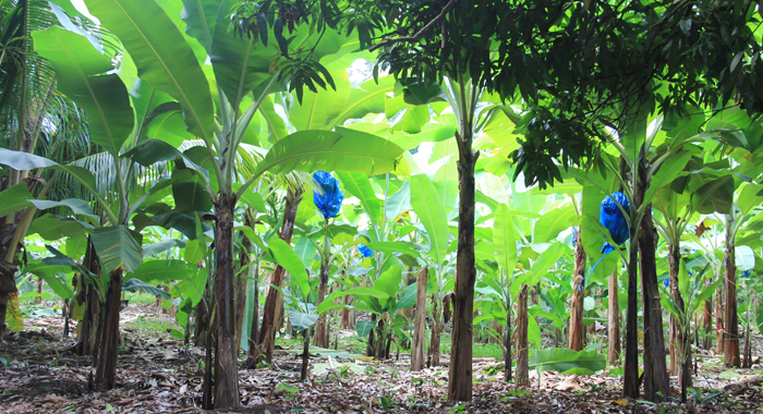 A banana farm in St. Vincent and the Grenadines. (IWN photo)