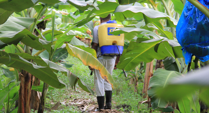 Farmer Hugh Stewart attends to his banana field at Collings. (IWN photo)