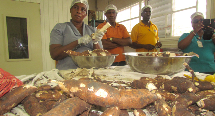 CARICOM is looking at roots and tubers, especially cassava, to help reduce its US$5 billion food bill. Here, women process cassava at an agri-food business in Barbados. (Photo: Kenroy Ambris/CTA)