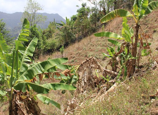An iWN file photo of a farm in St. Vincent affected by drought (IWN photo)