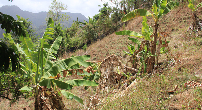 Caribbean agriculture has been affected by extended droughts and unseasonal rains. (IWN photo)
