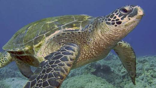 A green sea turtle. (Internet photo)