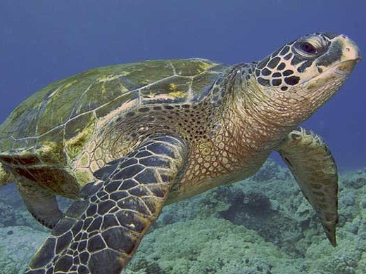 A green sea turtle. (Internet photo)