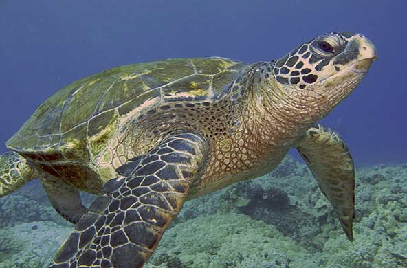 A green sea turtle. (Internet photo)