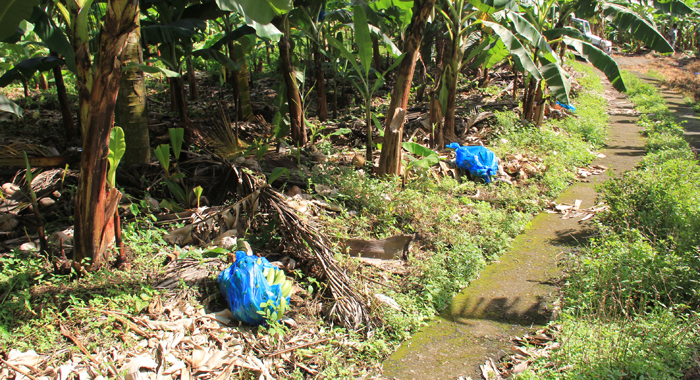 Stewart said about 300 bunches of banana were cut from the trees and left in the fields. (IWN photo)