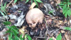 The skull that was found in King's Hill Forest Reserve on Saturday. 