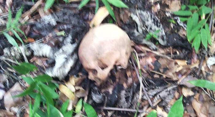 The skull that was found in King's Hill Forest Reserve on Saturday. 