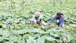 Farmers tend to a field of pumpkin and other crops in Jamaica. (Photo: Jamaica Observer).