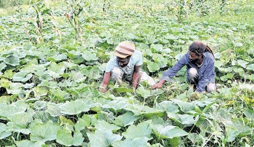 Farmers tend to a field of pumpkin and other crops in Jamaica. (Photo: Jamaica Observer).