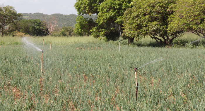 Irrigation is key to Jamaica's agro-parks. (IWN photo)