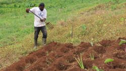 A worker prepares the land for planting dasheen at Gwendolyn Cottoy's farm in Marriaqua, St. Vincent. (IWN photo)