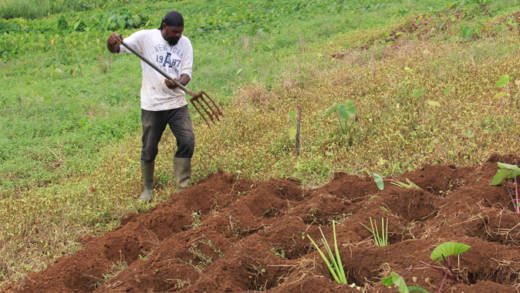 A worker prepares the land for planting dasheen at Gwendolyn Cottoy's farm in Marriaqua, St. Vincent. (IWN photo)