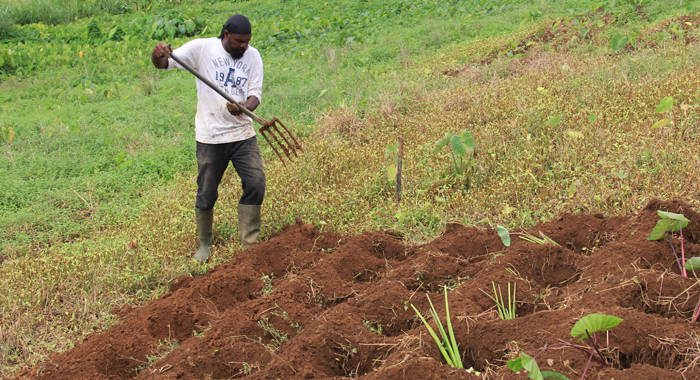 A worker prepares the land for planting dasheen at Gwendolyn Cottoy's farm in Marriaqua, St. Vincent. (IWN photo)