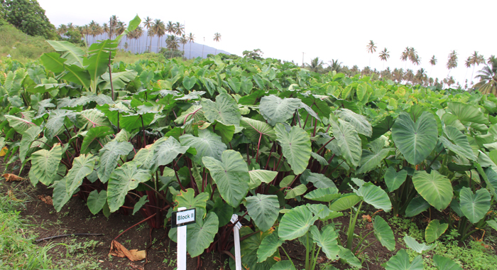 Experimentation varieties of dasheen from the Pacific Islands being grown at the Caribbean Agricultural Research and Development Institute (CARDI) Crop Research Centre in Rabacca, St. Vincent. (IWN photo)